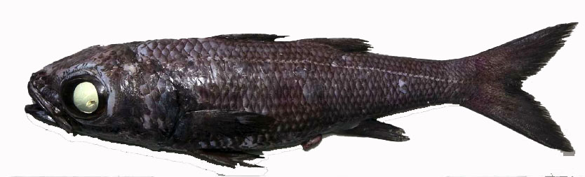 Epigonus telescopus_07